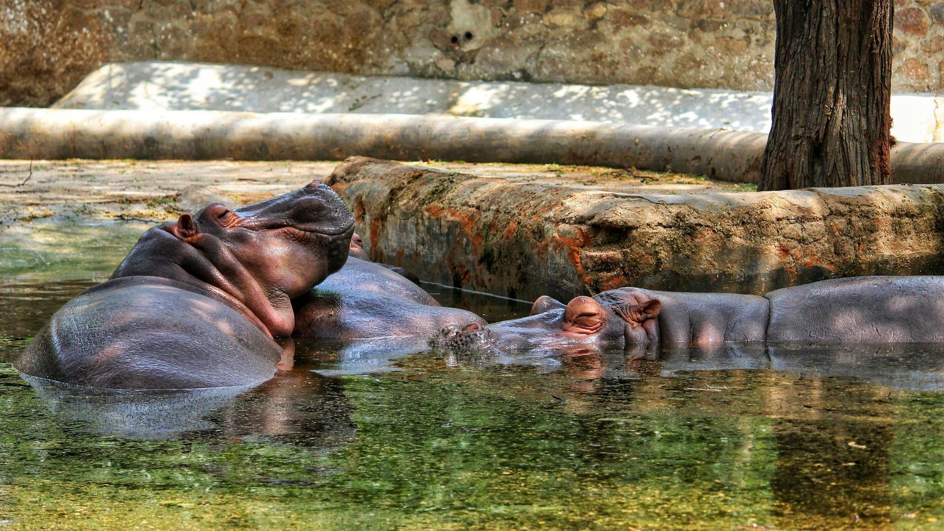 safaris to Mana Pools National Park