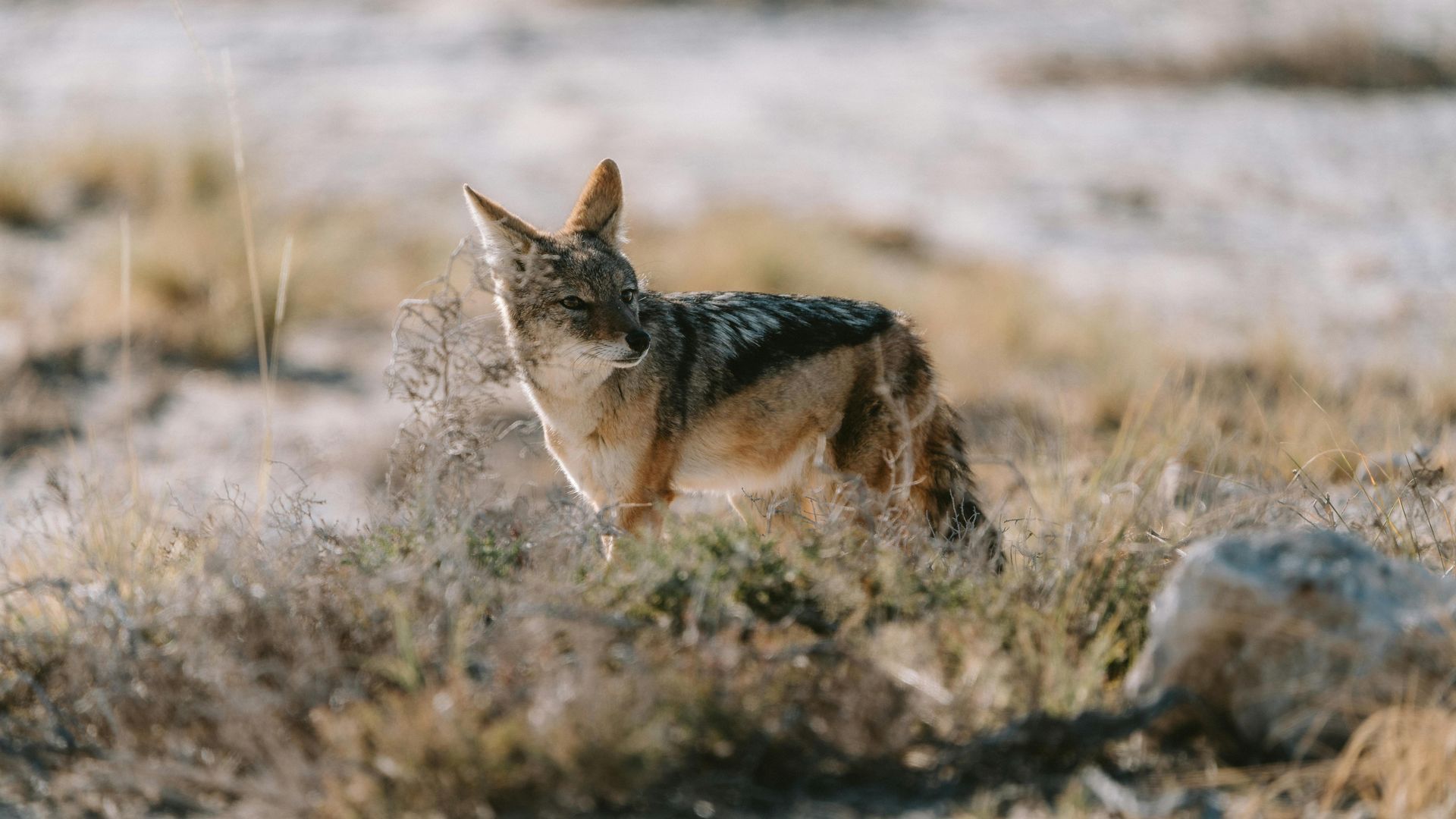 Safaris to Etosha National Park