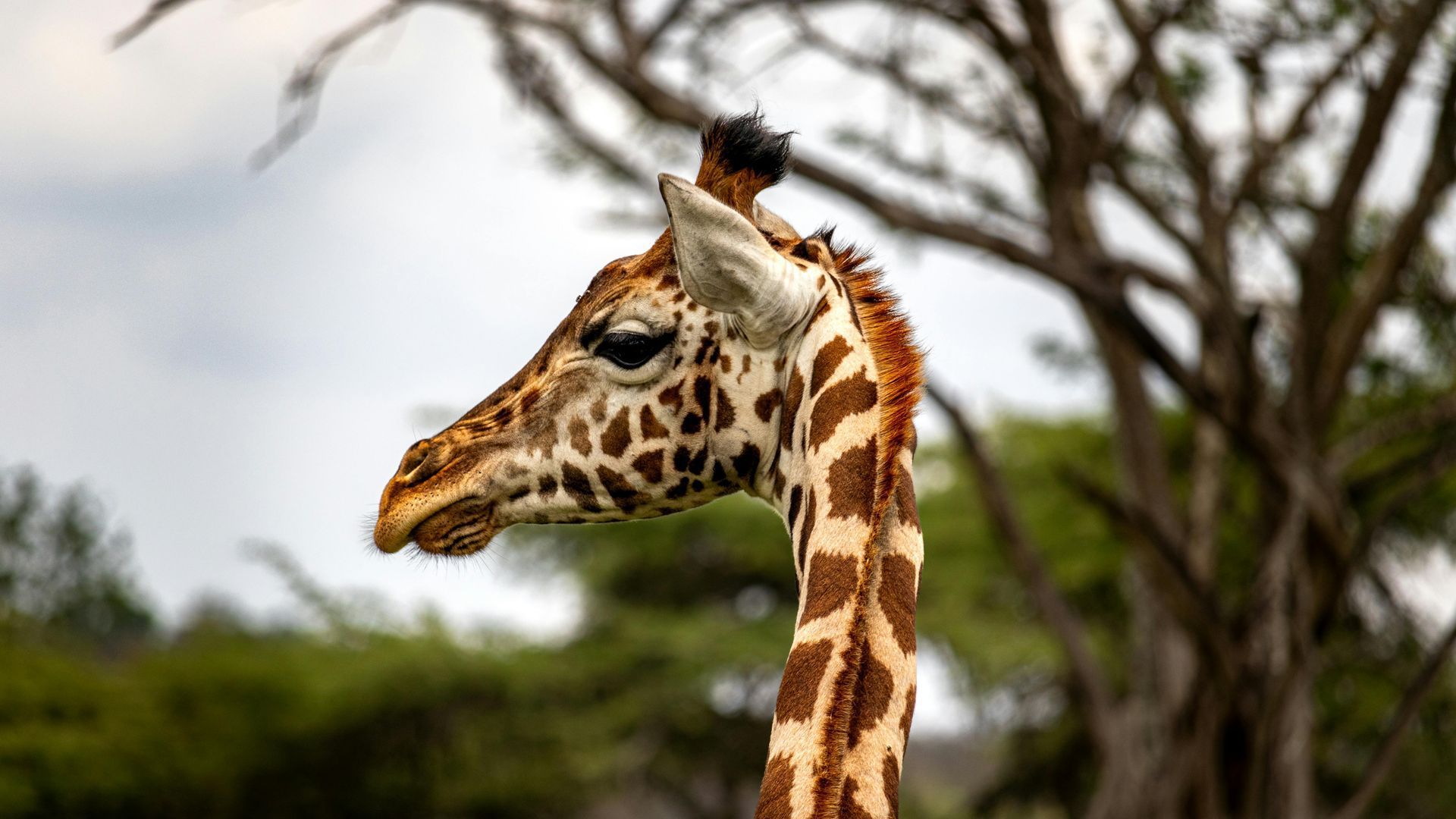 Kidepo Valley National Park