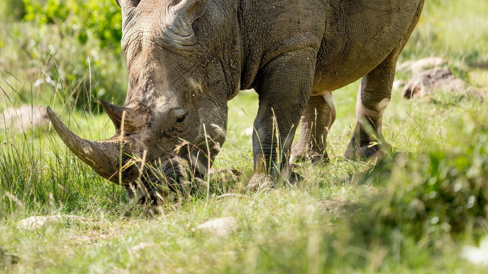 Kafue National Park - Safari Holidays