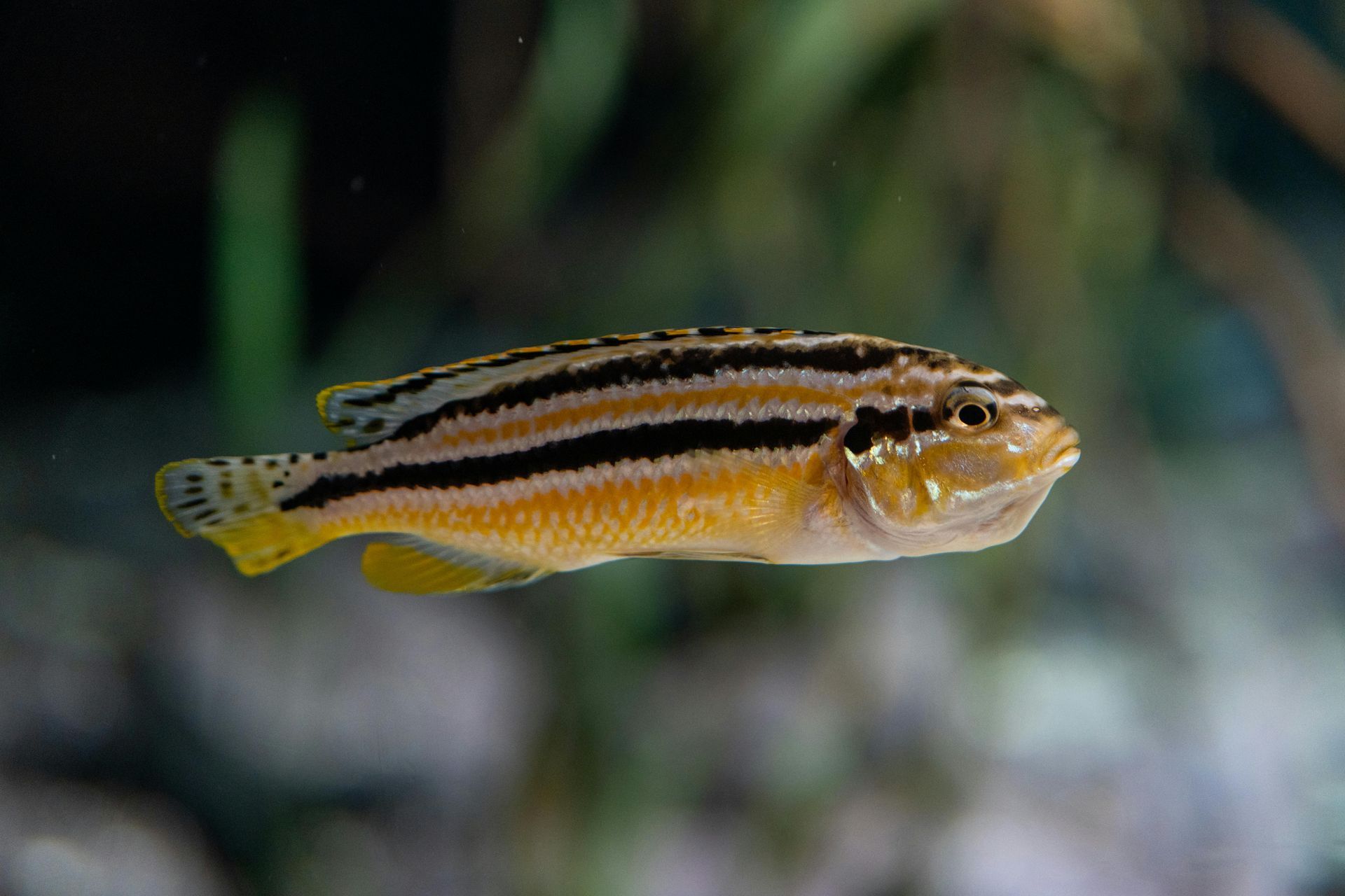 Lake Malawi National Park