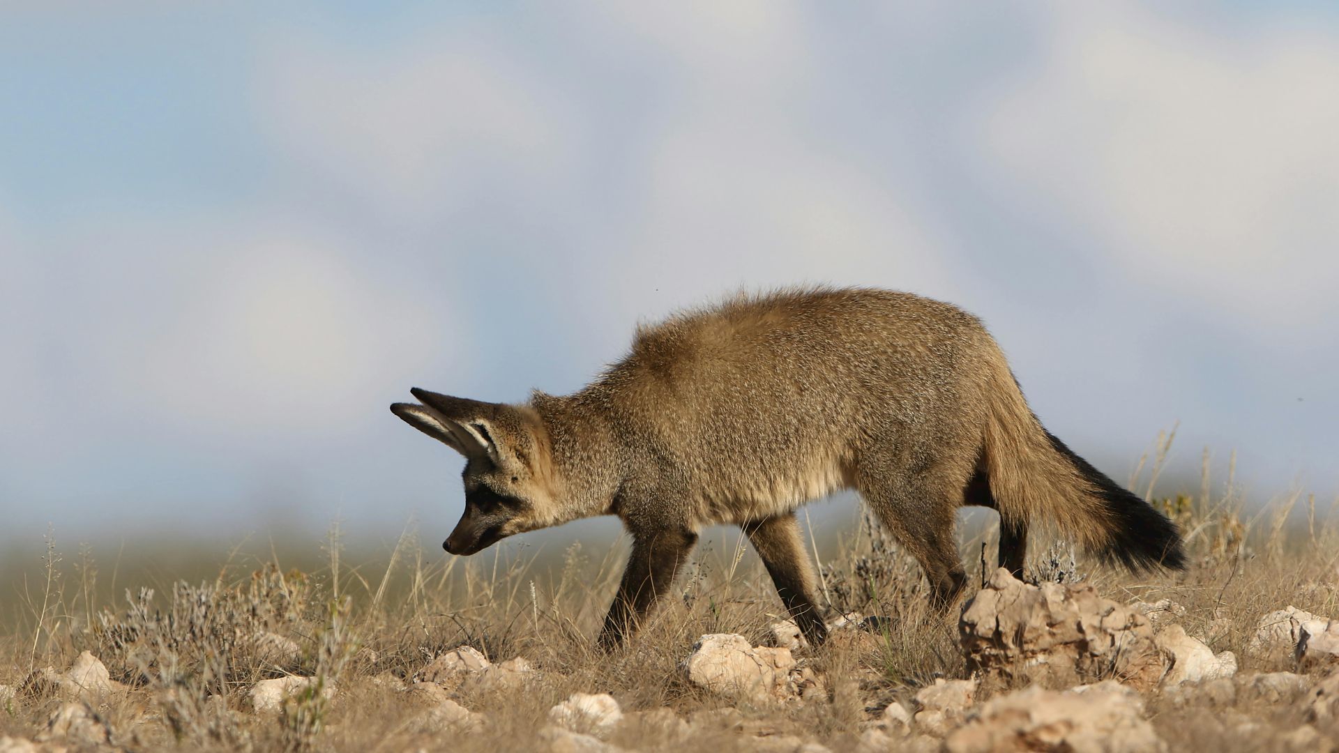 Kgalagadi Transfrontier Park for Safari Holidays