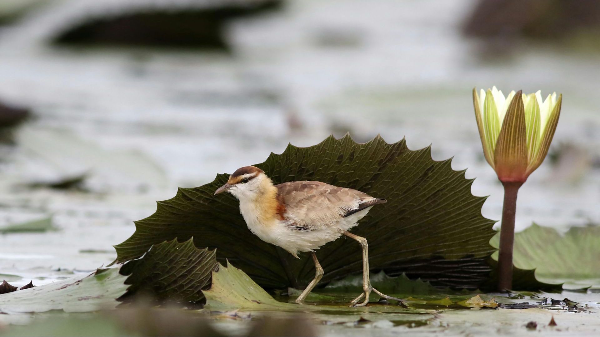 Safari Holidays to Caprivi Strip (Zambezi Region)