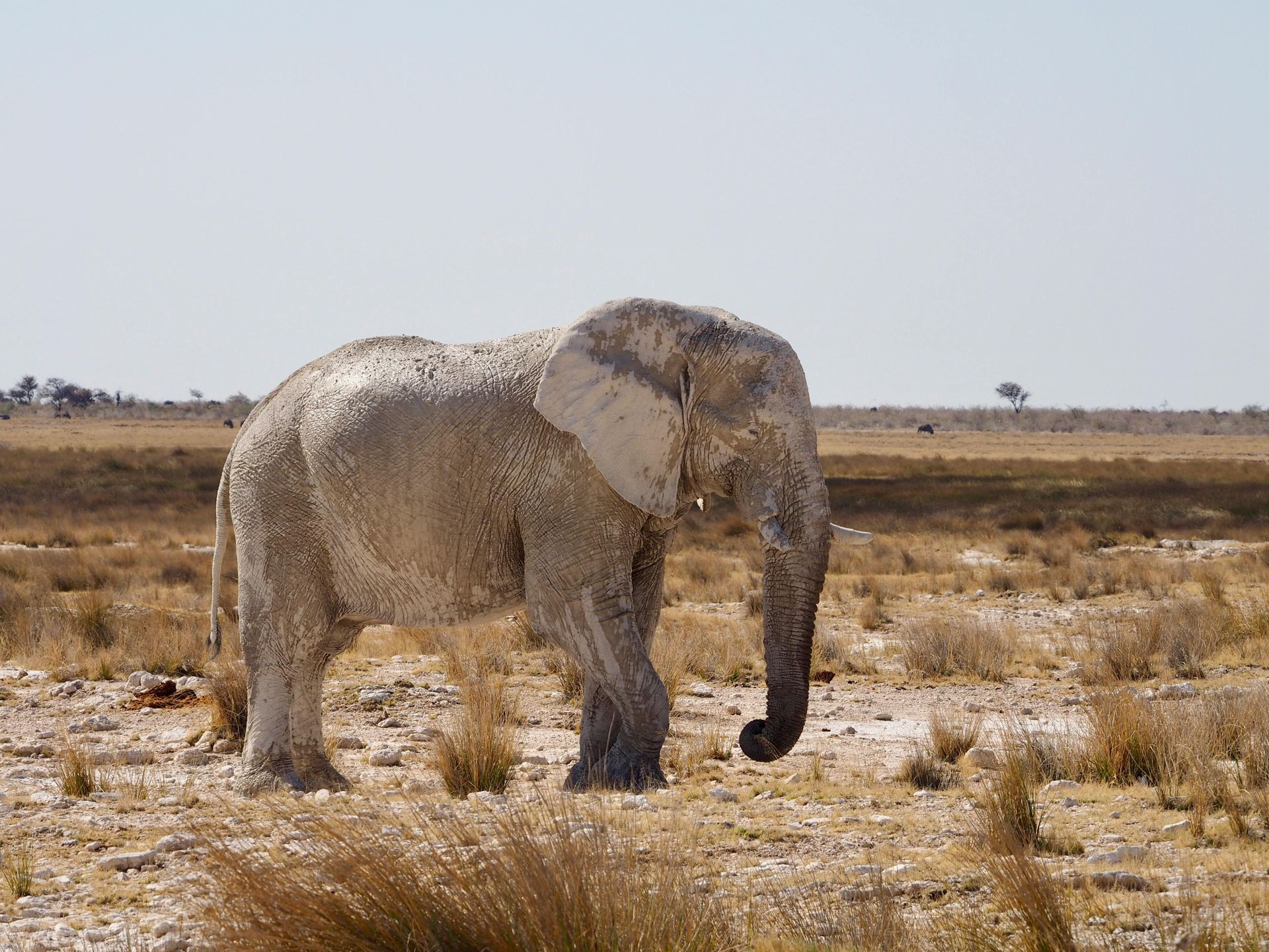 Safari holidays to Damaraland