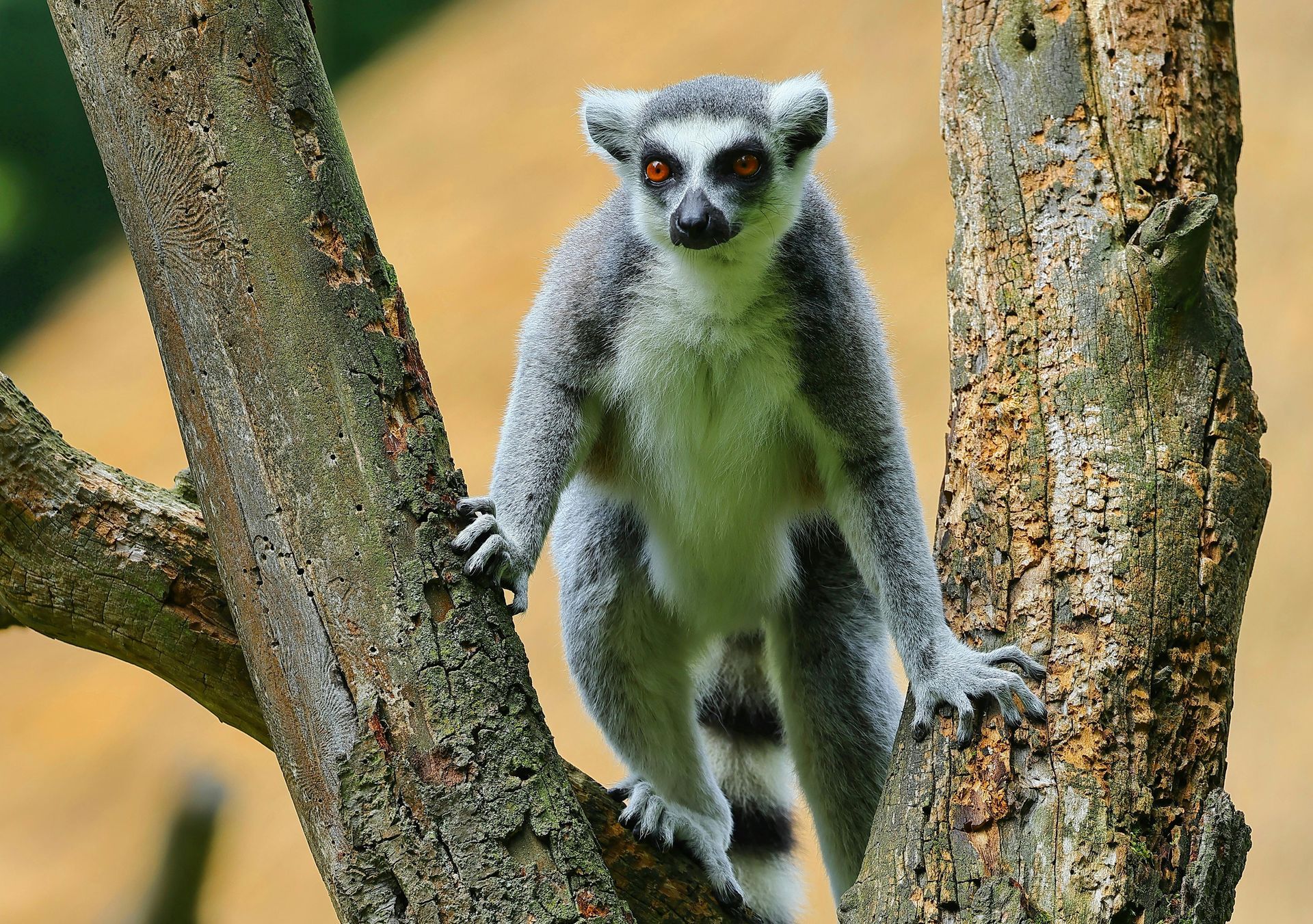 Madagascar Safari Holidays with Awake in the Wild