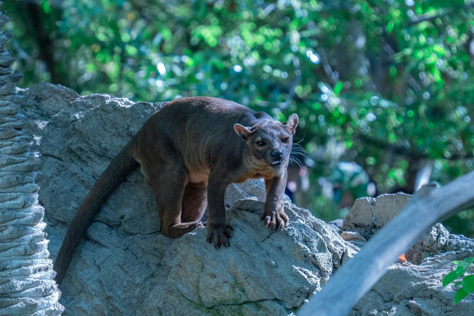 Kirindy Forest Madagascar Safaris