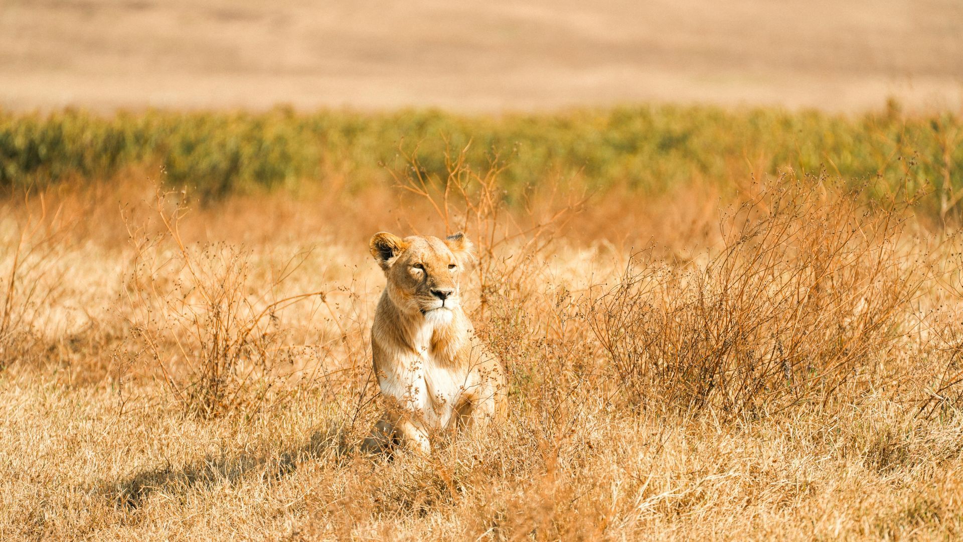 Masai Mara, Kenya – The Drama of the Great Migration