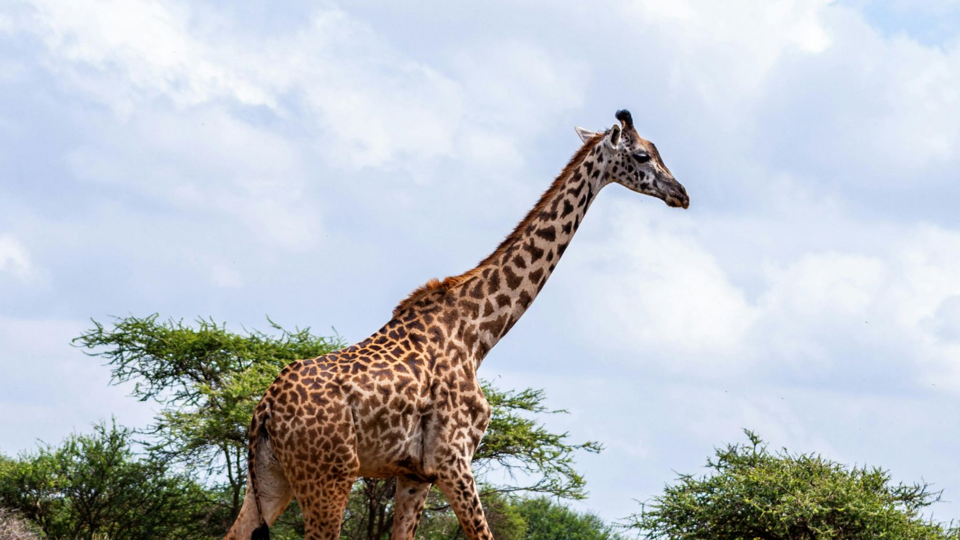 Amboseli National Park