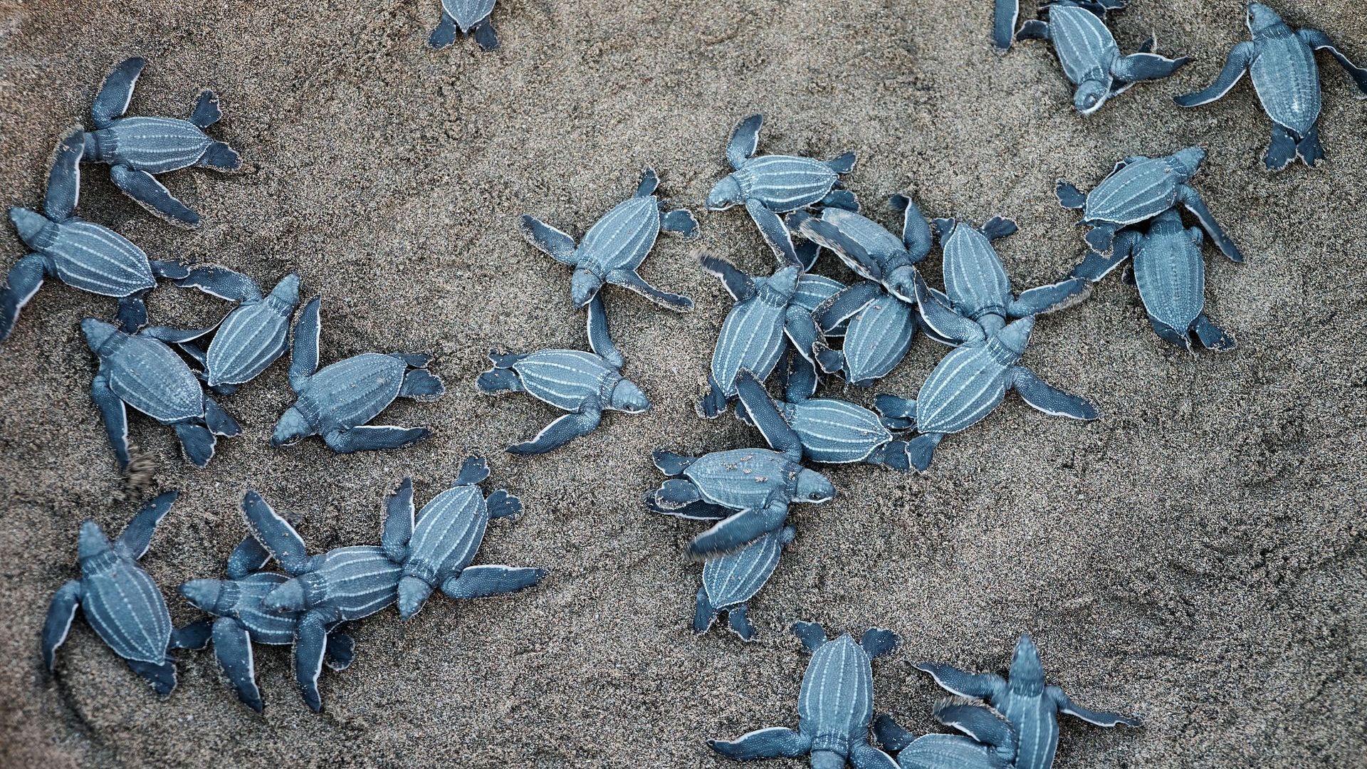 Akanda & Pongara National Parks