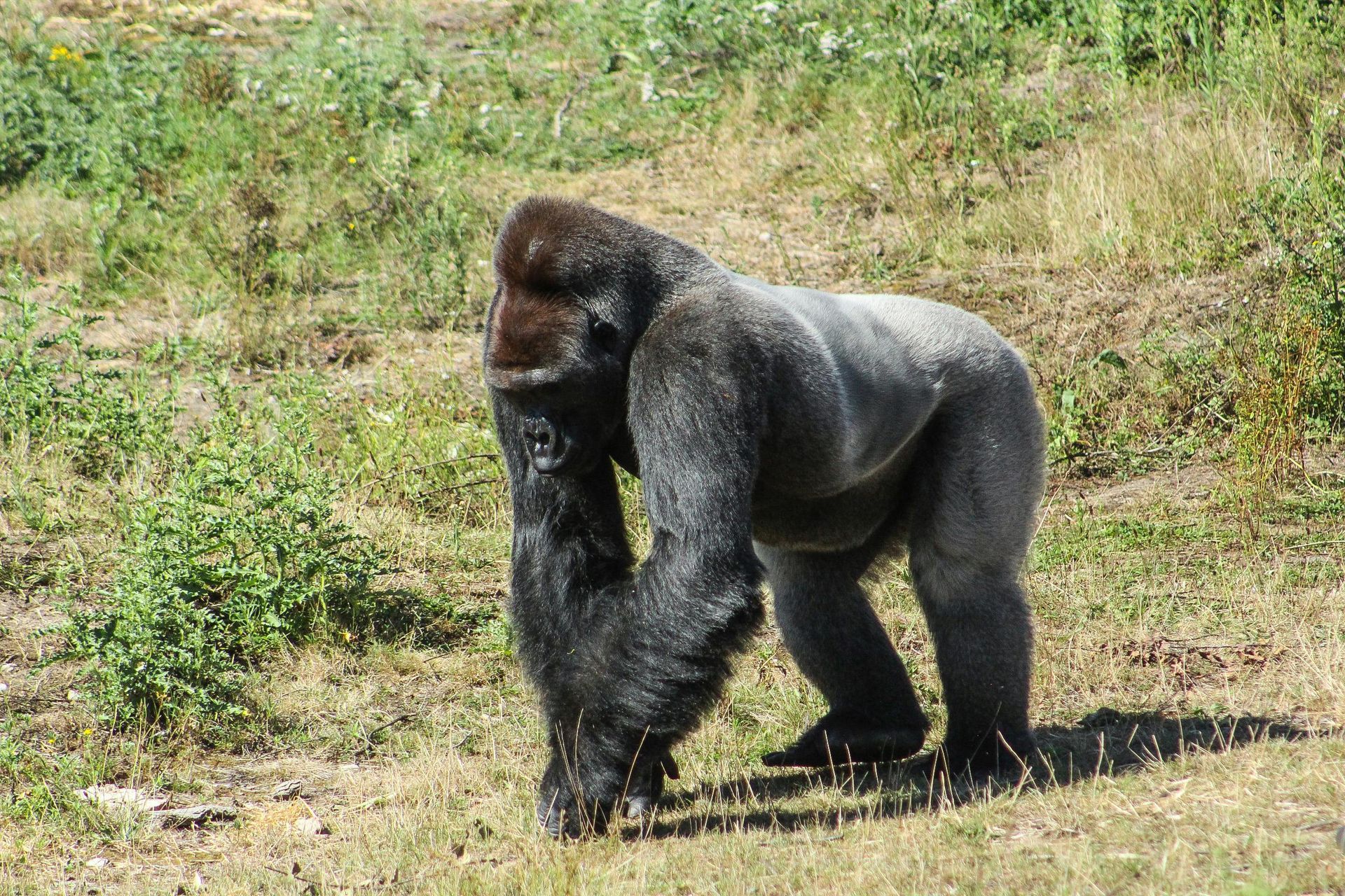 Mgahinga Gorilla National Park