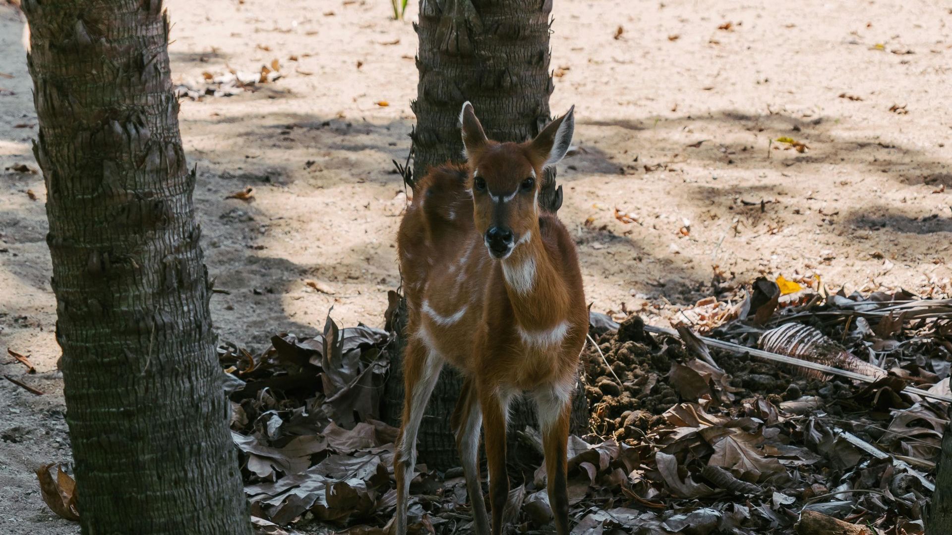 Ivindo National Park