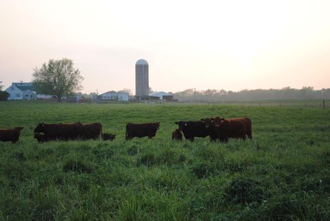 Farm Cattle