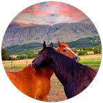Grooming - La Libertà del cuore