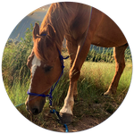 Passeggiata a piedi con il cavallo La Libertà del cuore