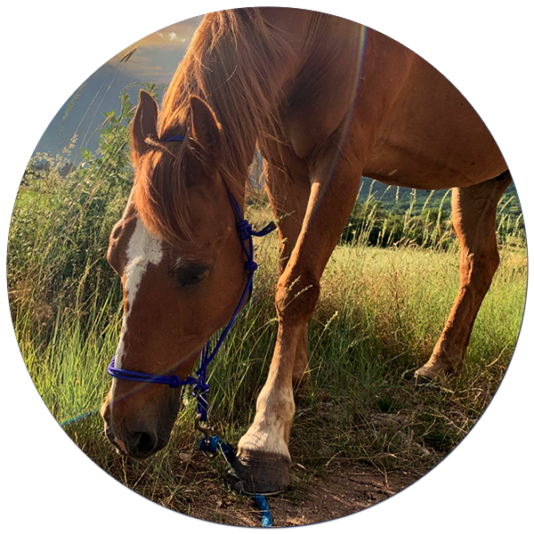 Passeggiata a piedi con il cavallo La Libertà del cuore 

