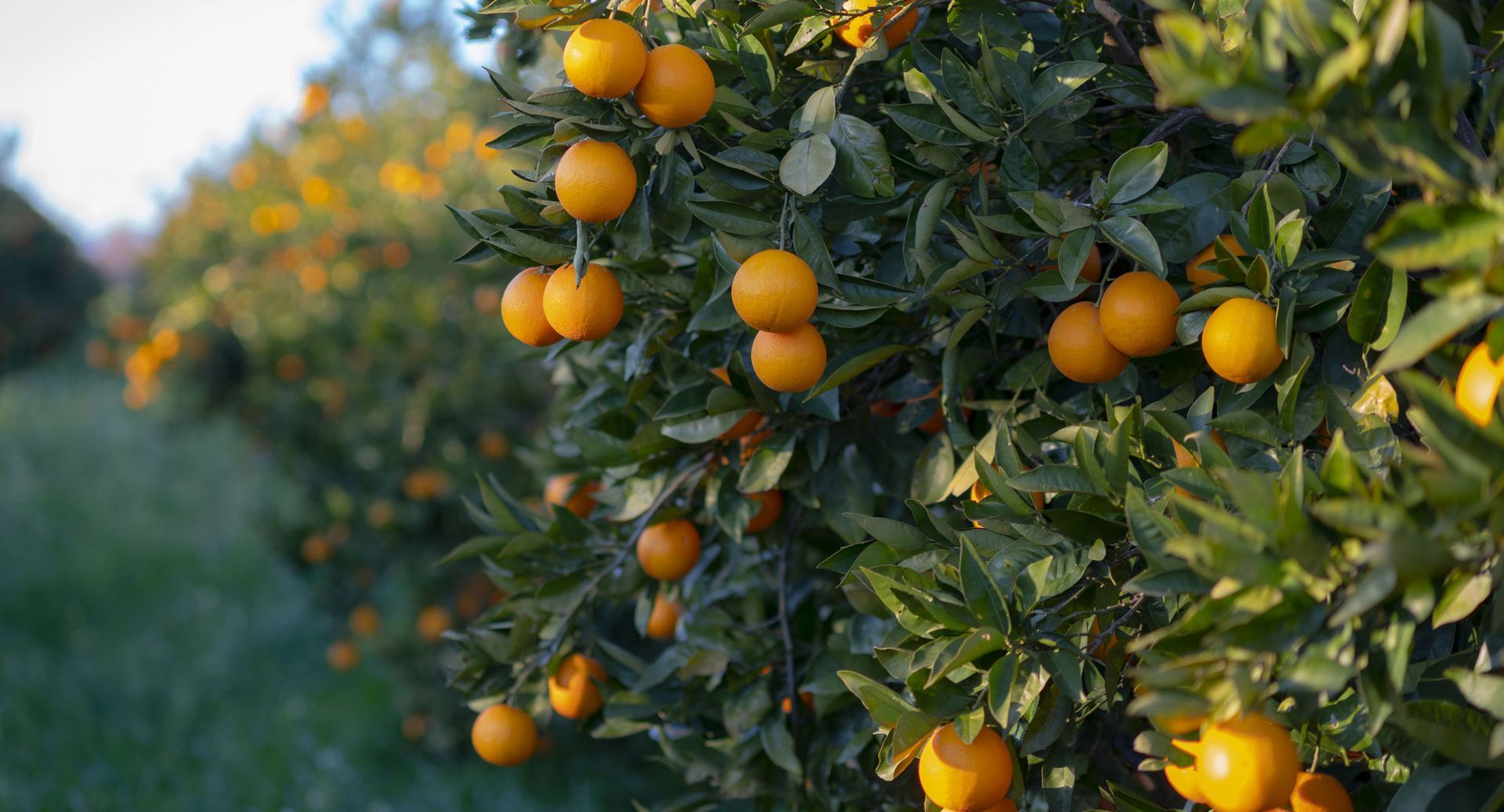 ARBOLES FRUTALES