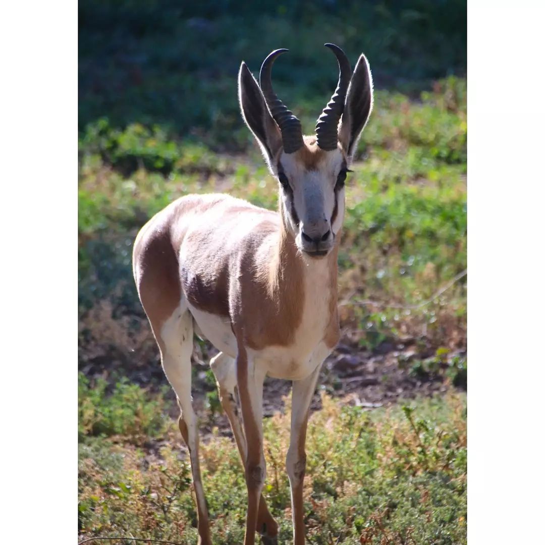 A gazelle with horns is standing in the grass and looking at the camera.