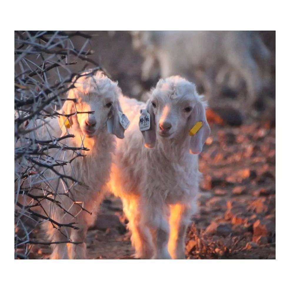 Three baby goats are standing next to each other in a field.