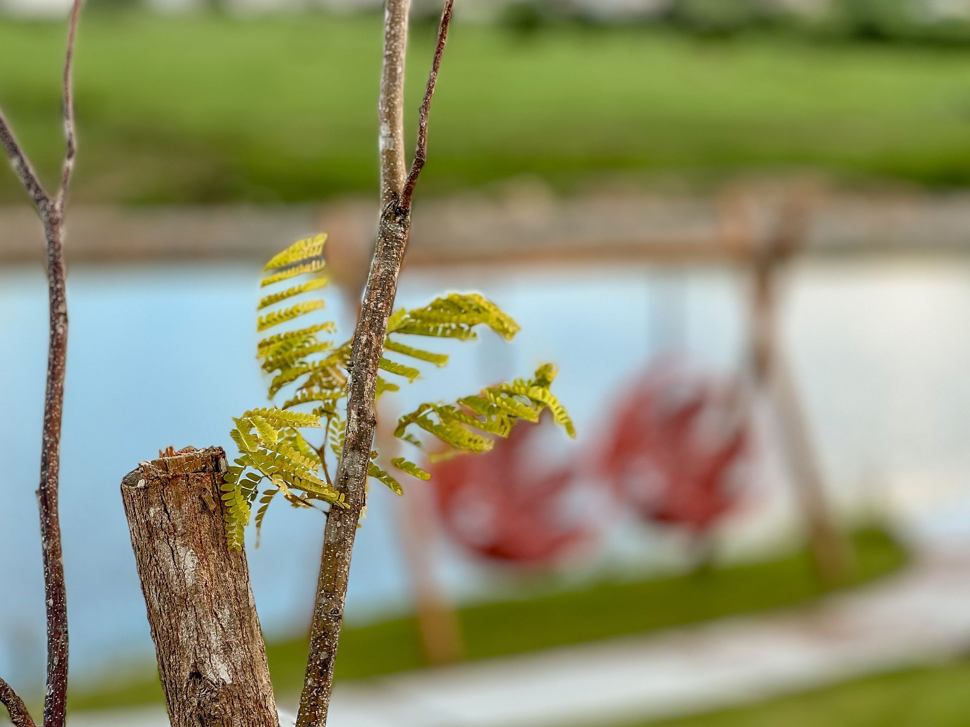 Pequena samambaia verde crescendo ao lado do tronco de uma árvore, com uma bandeira de jardim desfocada e um lago ao fundo.