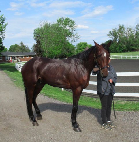 Two New OSAS Horses