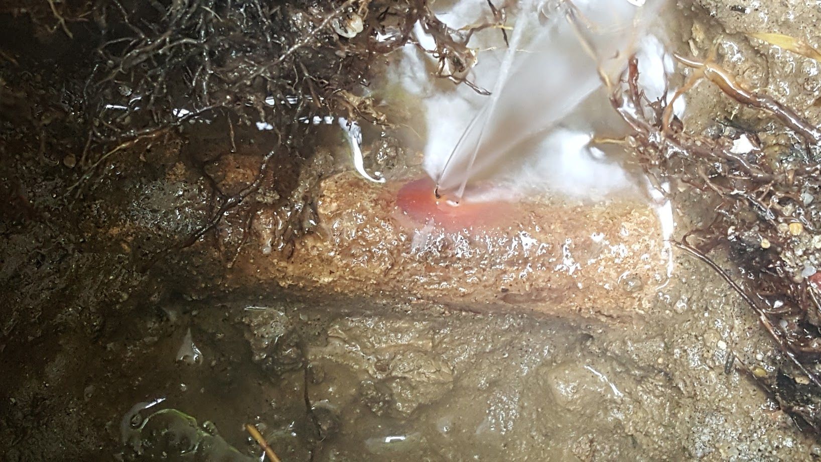 Water leaks from a torn white plastic bag onto a wet, sandy surface with brown debris.