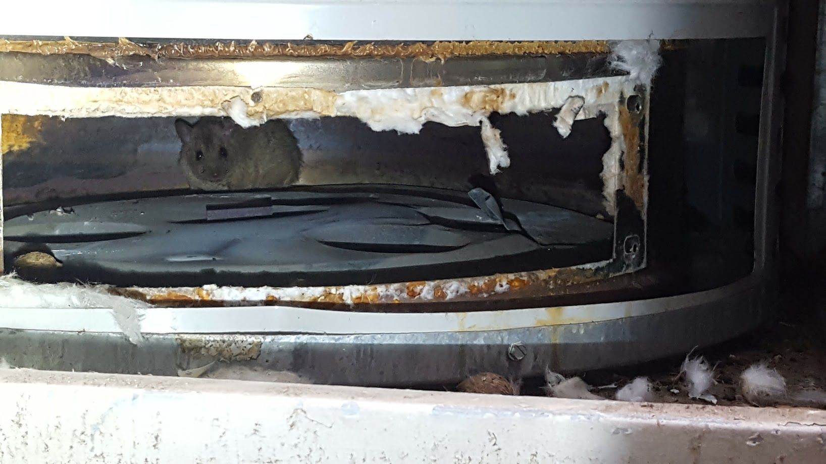 A mouse inside a metal appliance; there is damage and debris.