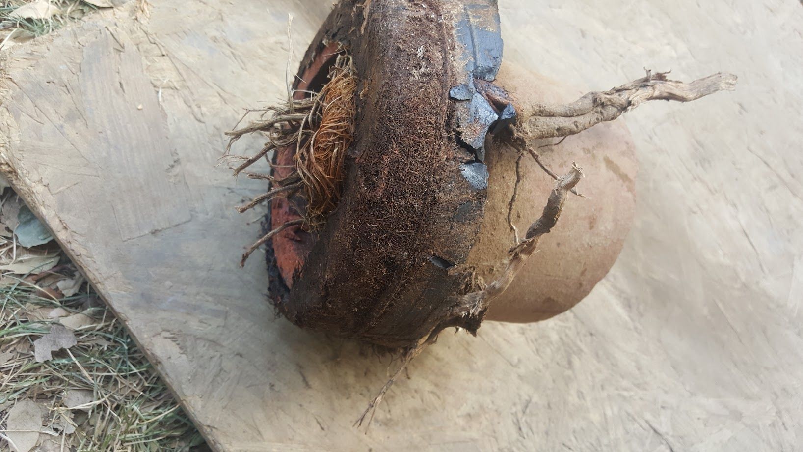 Coconut with brown husk and roots, resting on a wooden surface.