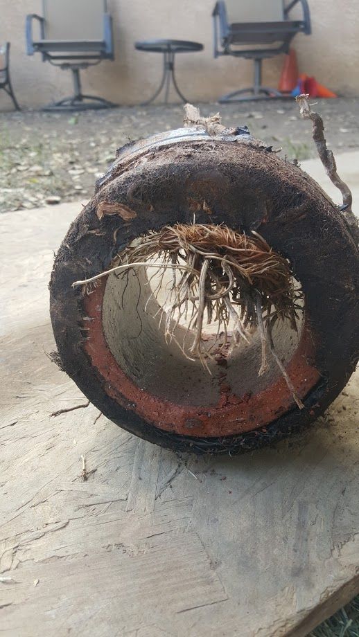 Cut section of a cylindrical pipe, showing a rusty exterior and interior with roots.