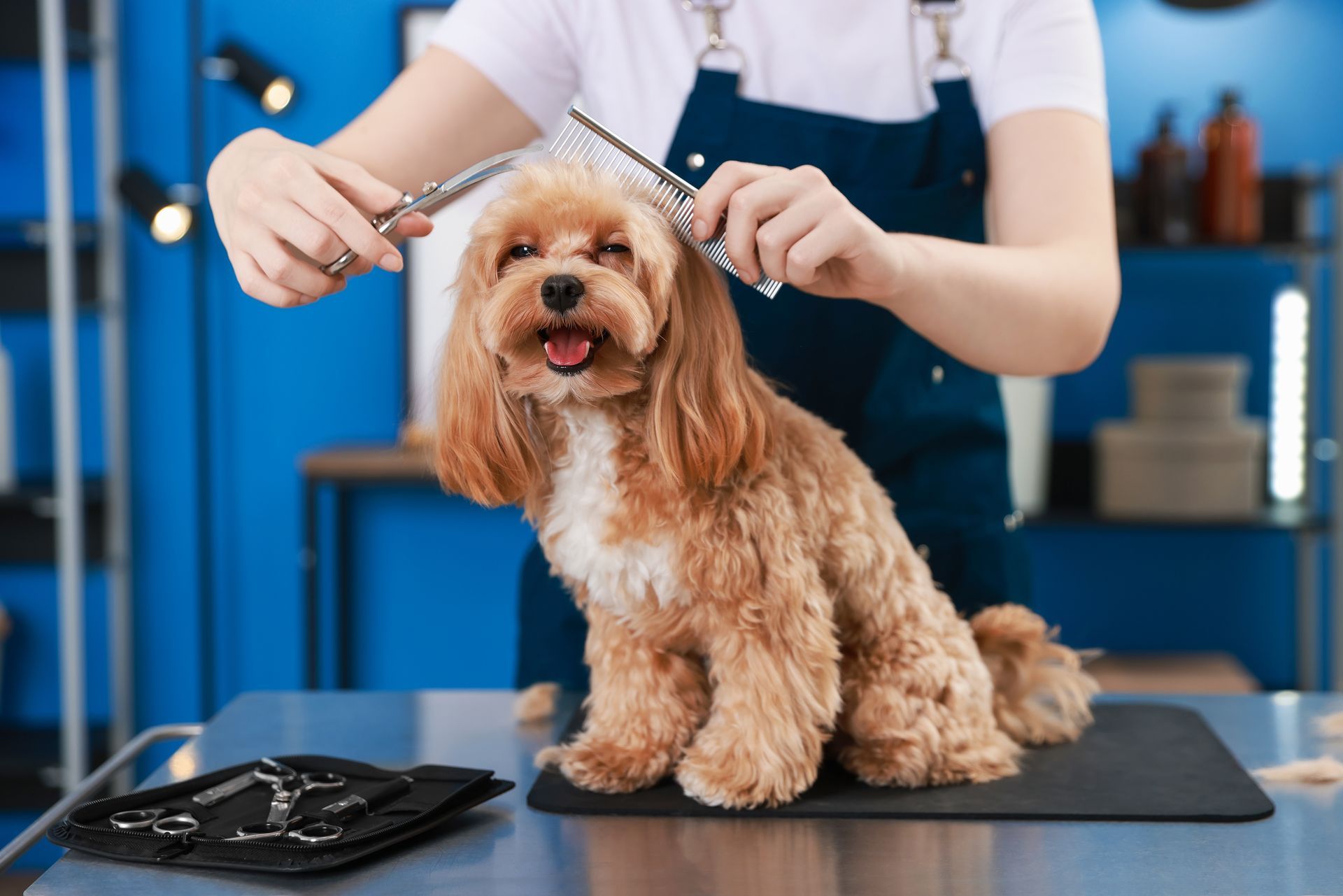 A cute poodle dog is getting groomed and cleaned by a dog groomer.
