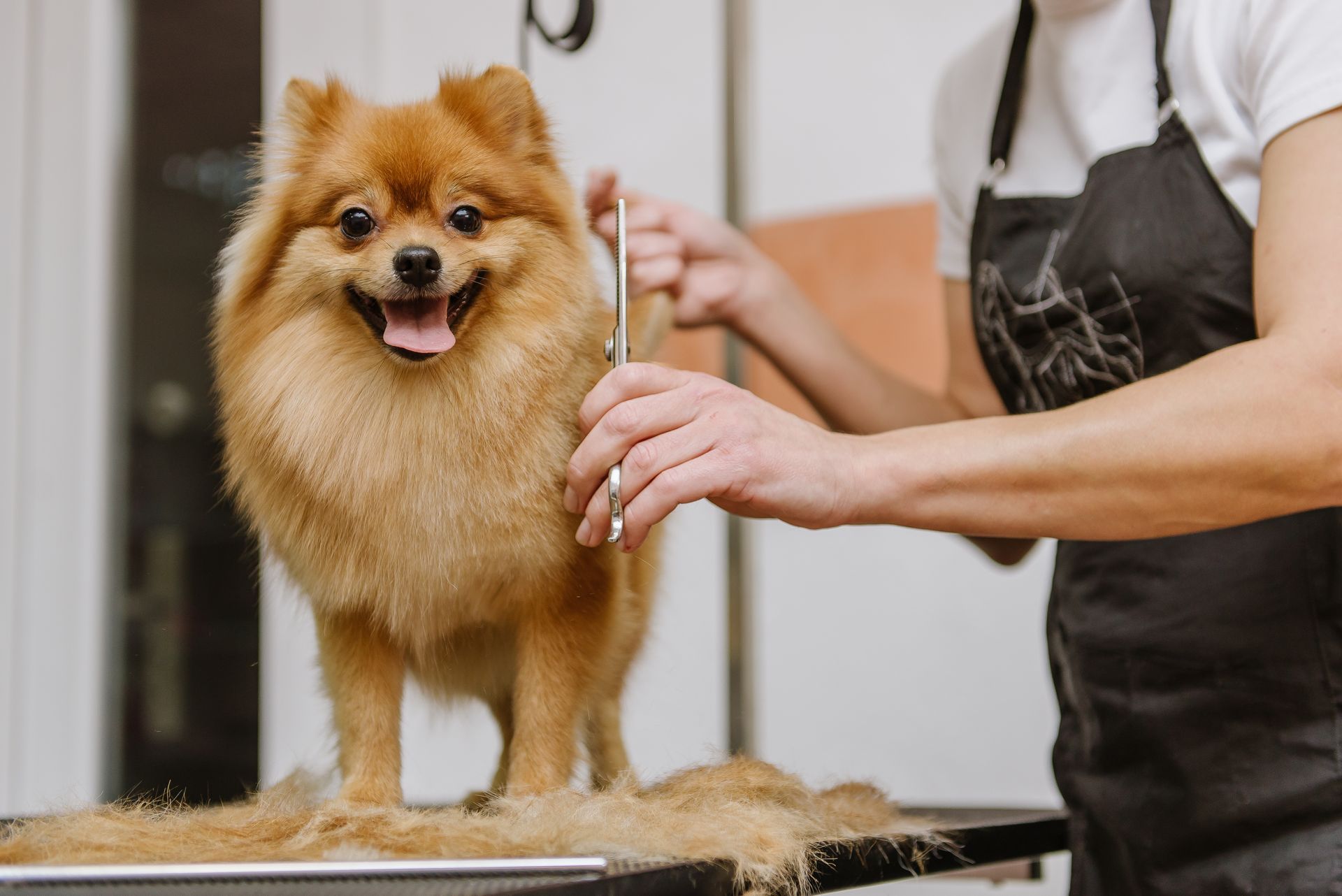 A groomer gently holds a dog's paw while preparing to trim its nails with clippers. Fluffy orange Pomeranian dog enjoying a grooming session with a skilled local dog groomer.