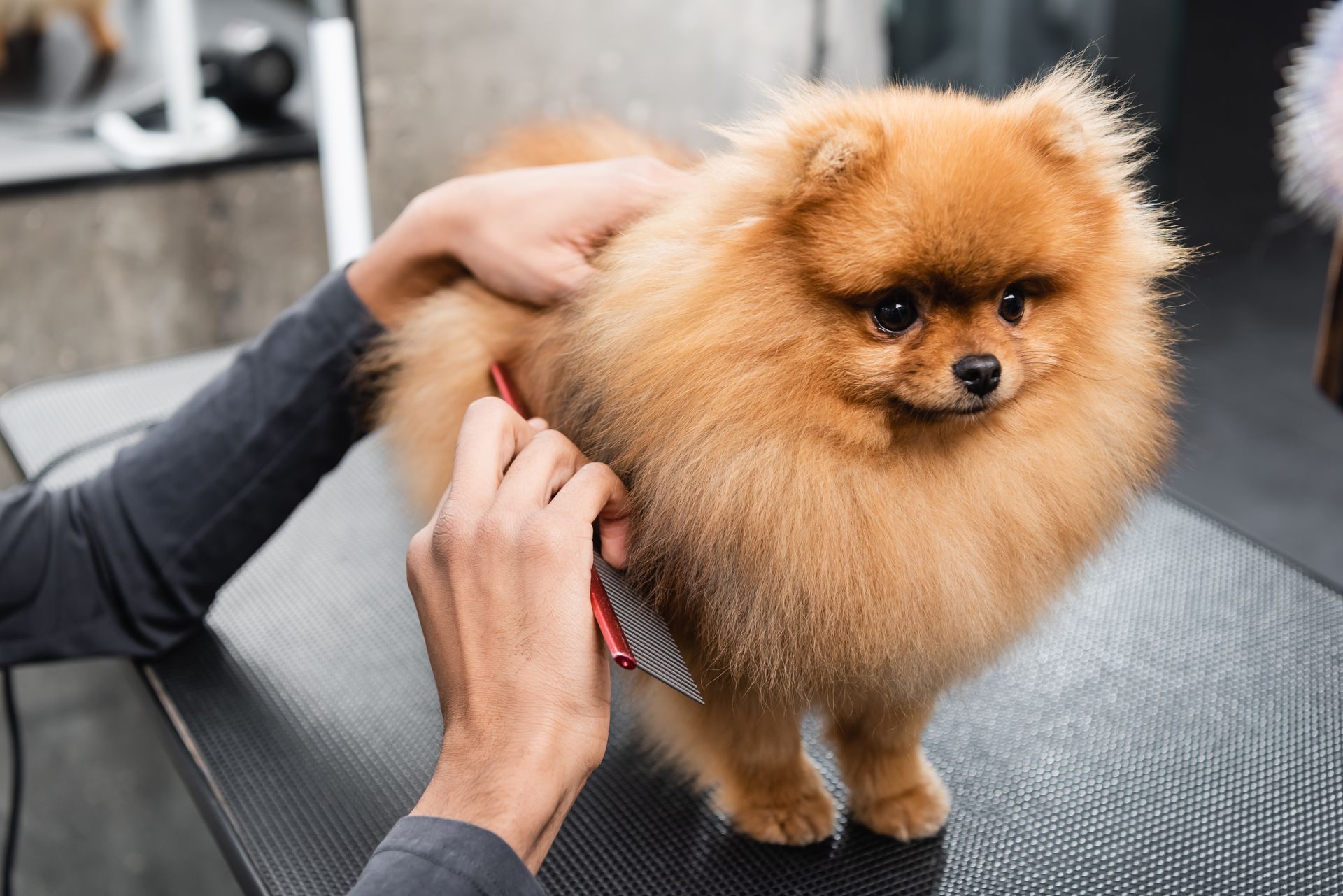 Professional dog grooming services brushing a fluffy small dog on a grooming table.