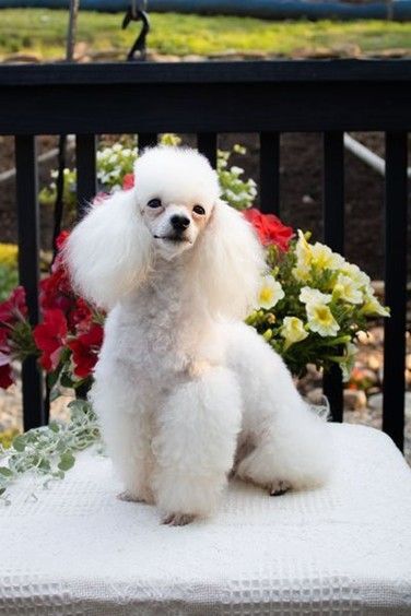 A cute white poodle sits on top of a white pillow placed on a chair, looking at the camera.