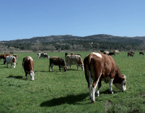 animali al pascolo