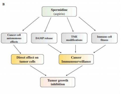 Spermidine reduces cancer-related mortality in humans