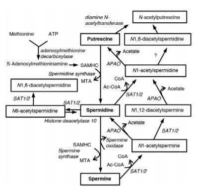 A Metabolic Profile of Polyamines in Parkinson Disease: A Promising Biomarker