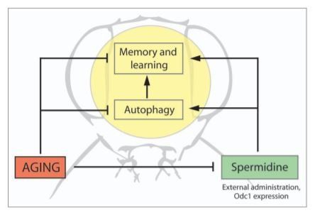 Spermidine-triggered autophagy ameliorates memory during aging