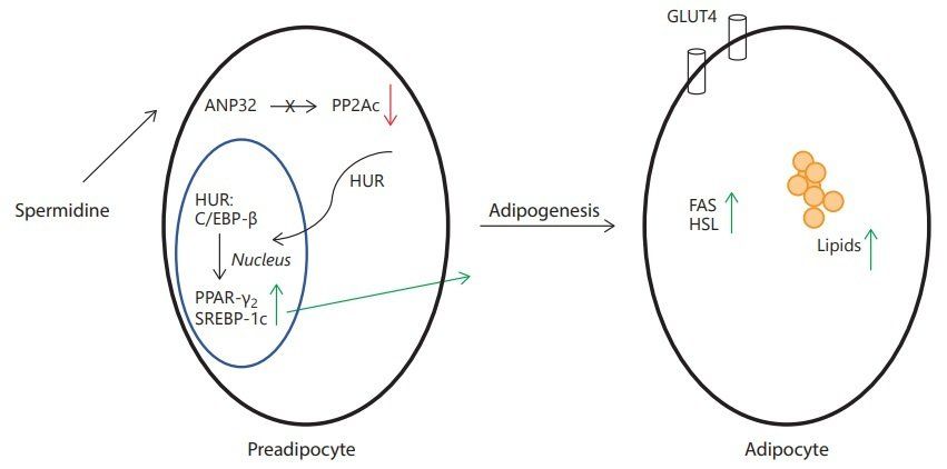 Molecular Basis of the ‘Anti-Aging’ Effect of Spermidine and Other Natural Polyamines – A Mini-Review