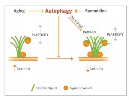 Spermidine boosts autophagy to protect from synapse aging