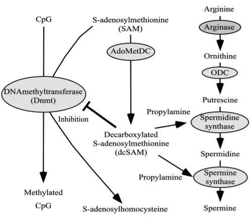 Biological Effects of Polyamines on the Prevention of Aging-associated Diseases and on Lifespan Extension