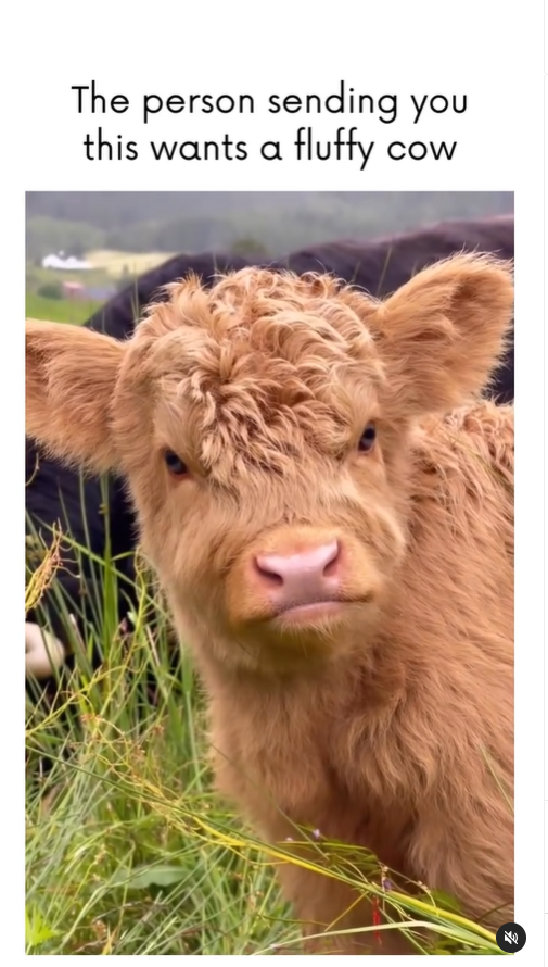 The person sending you this wants a fluffy cow.