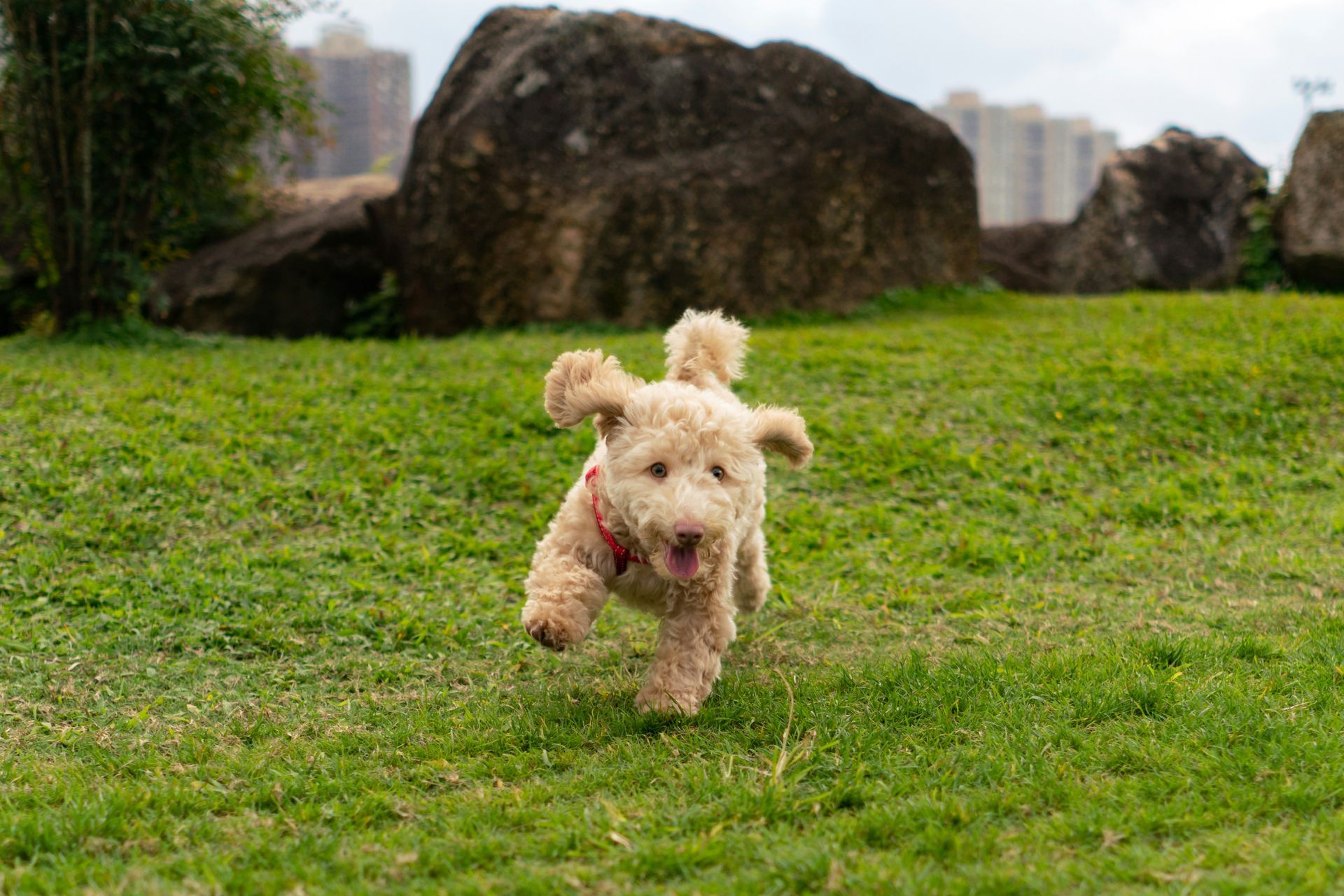 A small, tan dog with floppy ears runs happily on green grass.