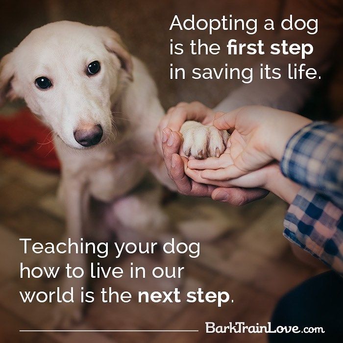 A person holding a dog 's paw with a quote about adopting a dog