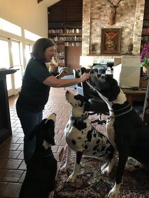 A Woman Is Petting Two Dalmatian Dogs