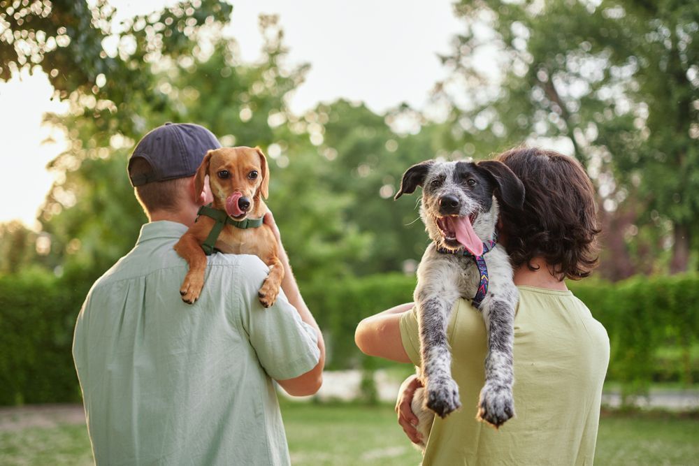 A man and a woman are holding two dogs in their arms in a park.