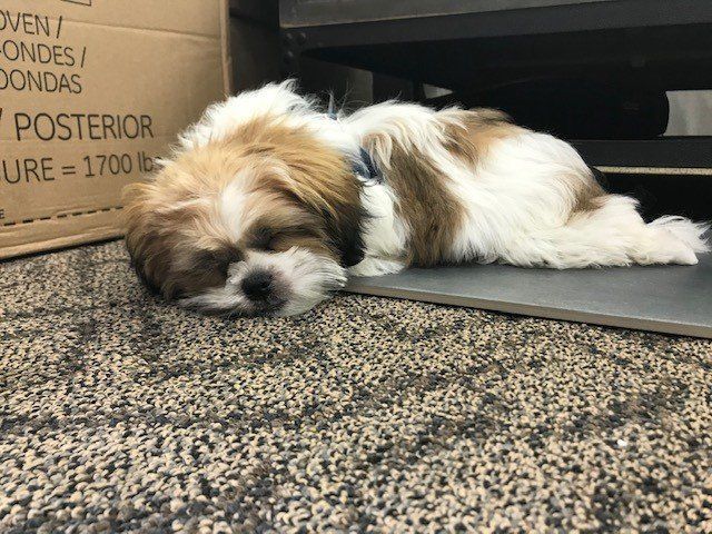 A brown and white dog is sleeping on the floor next to a box that says posterior