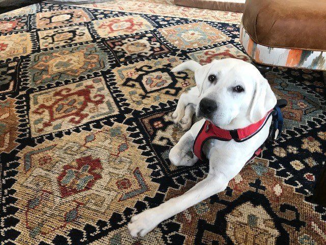 A white dog wearing a red harness is laying on a rug