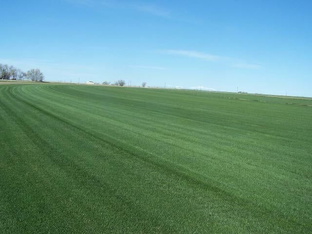 Grass Field - Grass in Colorado Springs, CO