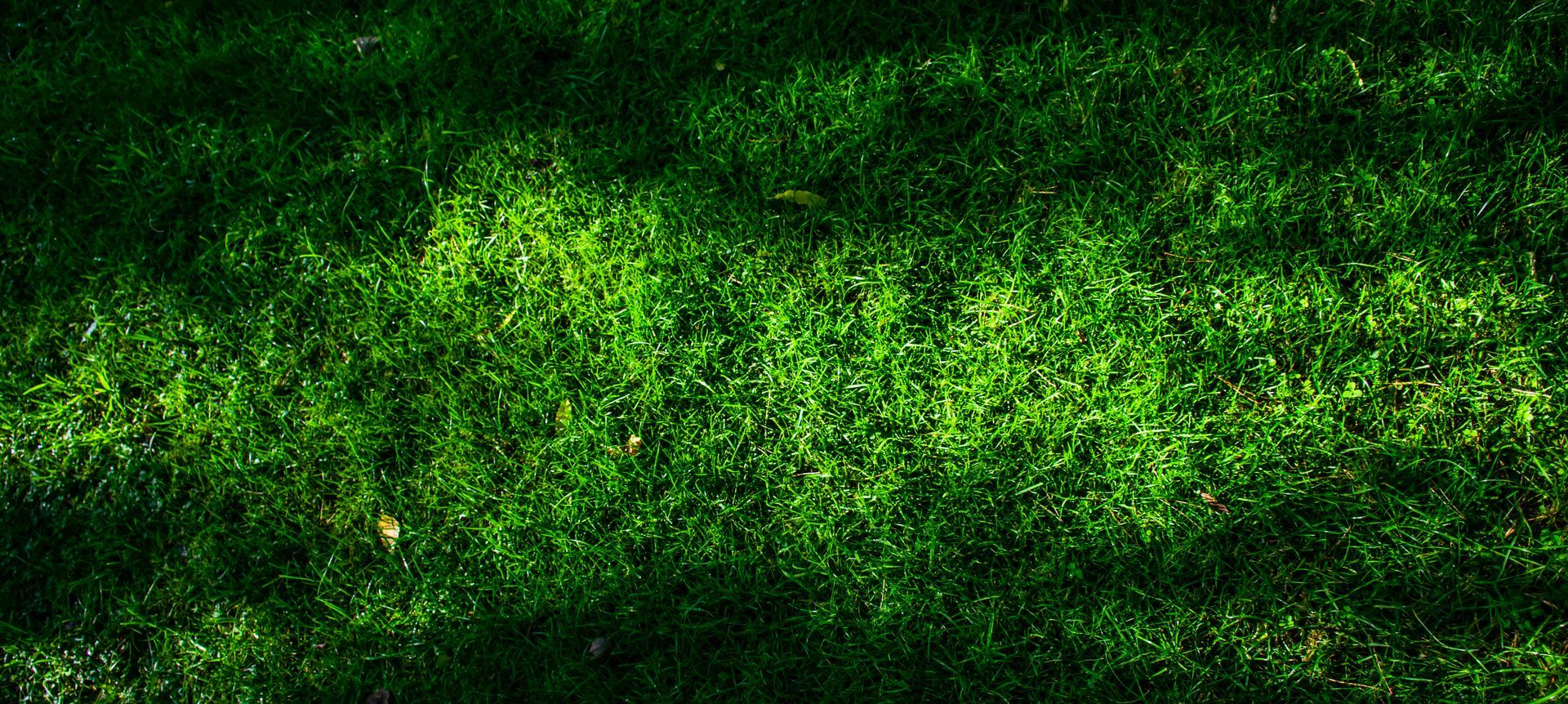 A sunlit patch of lush, dense green grass turf glowing in bright light.