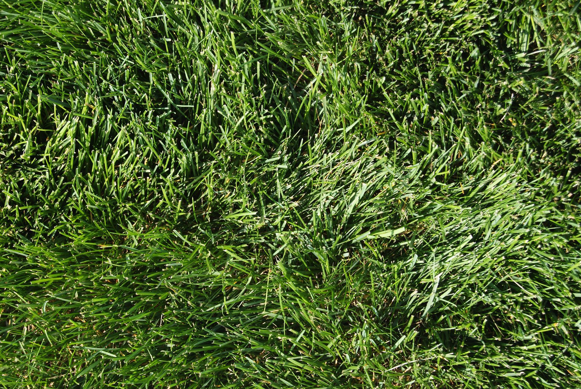 Kentucky bluegrass.