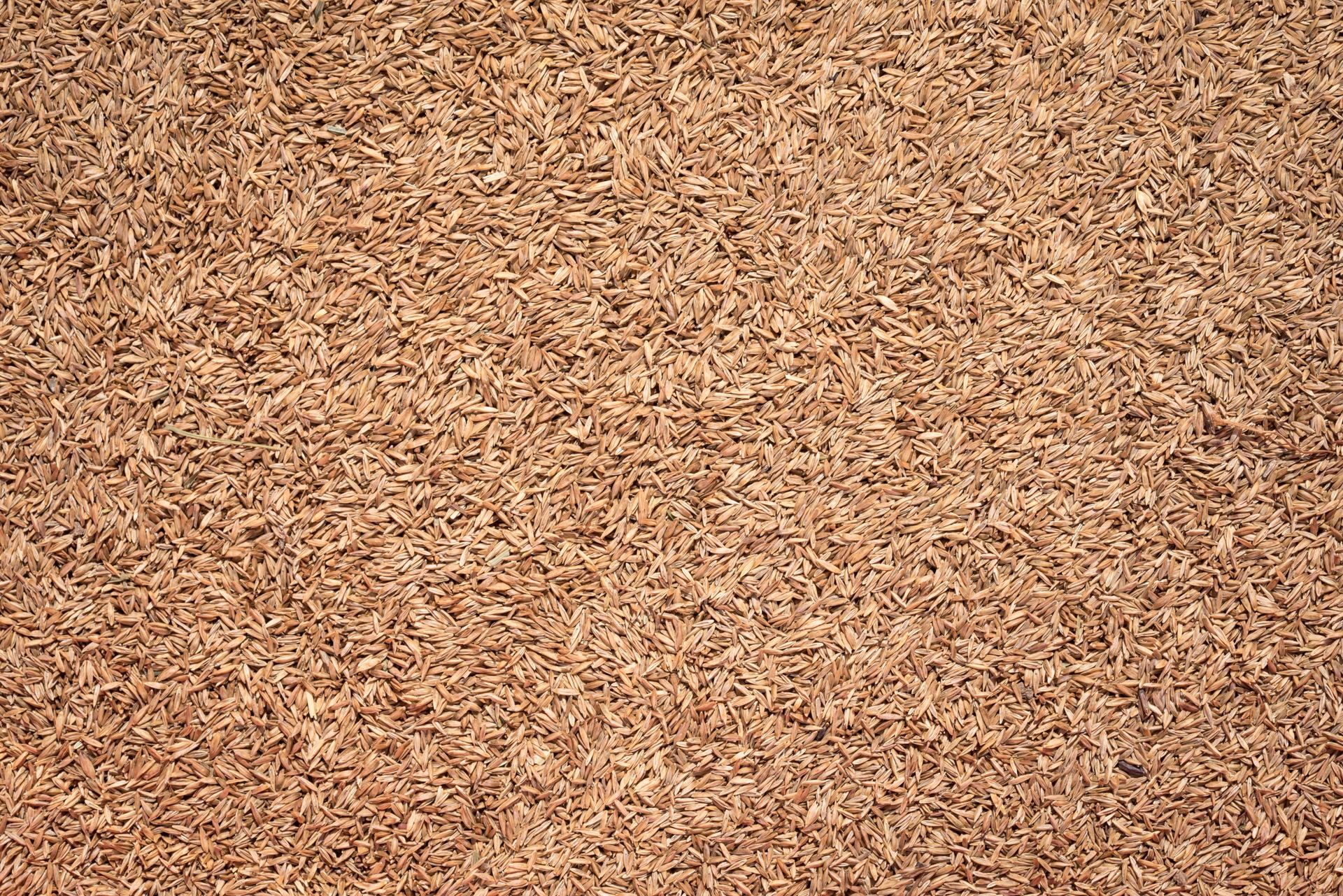 Kentucky bluegrass seeds.